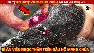 Những Hiện Tượng Khó Lý Giải Cực Đáng Sợ Của Các Loài Đáng Vật P36 || Review Giải Trí Đời Sống