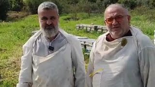 (Kara Inci) Anadolu Buckfast Tanıtımı