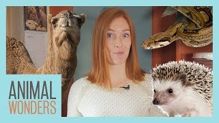 6 Animal Myths - Dispelled!