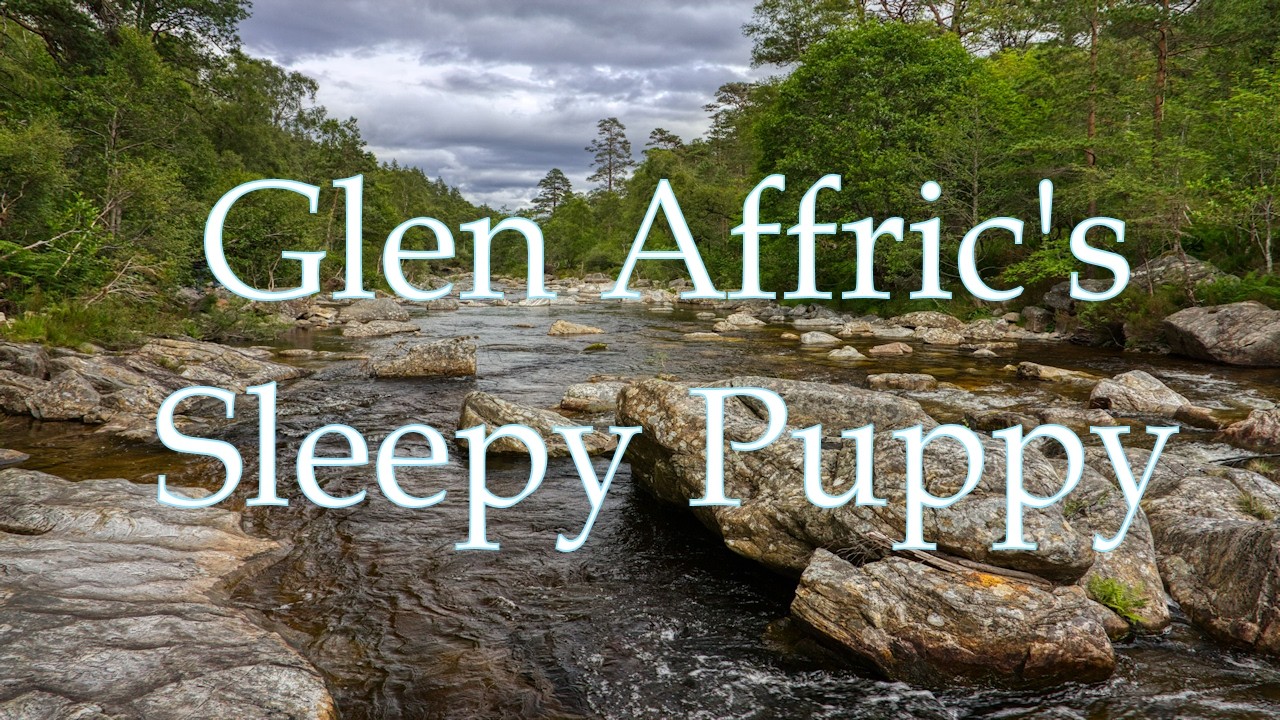 Sleepy Puppy Of Glen Affric