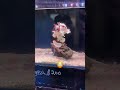 INSANE! Frogfish Lures & SWALLOWS Fish in milliseconds – Fastest Ocean Killer!