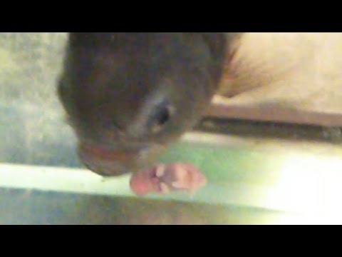 Some mice for reggie my piranha WARNING GRAPHIC CONTENT