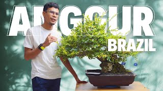Ever wanted to trade your motorbike? 😱 How special is a Brazilian grape bonsai [Jaboticaba]?