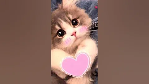 Watch the video about Cat ideos 😘😘😍🥰❤️‍🩹 whatsaPp status animalsviral video #short #shortviral #viral#shortvideo #v ideo