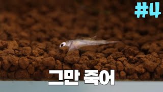 번식하고 현타 온 이유  본의 아니게 시작된 라미레지 번식 #4