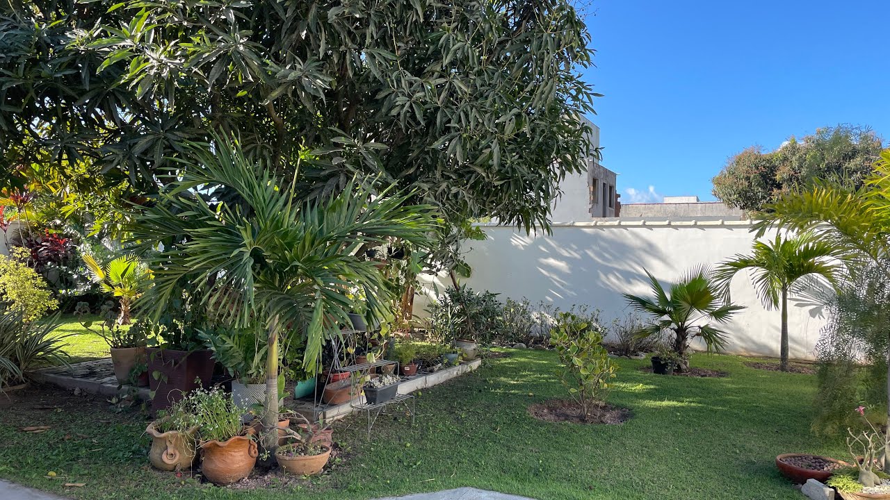 Como Estao Minhas  Plantas depois de um Tempo fora do Brasil 🪴