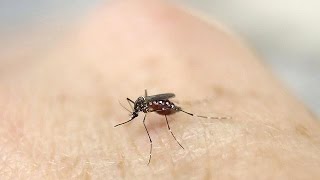 Explosive Risk Of Baby-Crippling Zika Virus Spreading Says Who