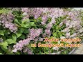 Живая изгородь из ВЕНГЕРСКОЙ СИРЕНИ. Компактная, красивая, БЕЗ ПОРОСЛИ! Lilac bush. Hungarian lilac.