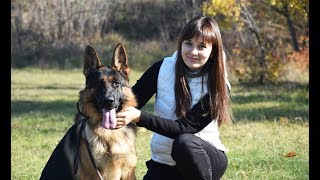 Выставка собак. Dogshow. CACIB Выставка собак. Dogshow. CACIB