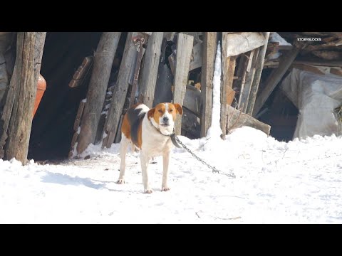 Videó: Mit teszel, hogy megvédje kutyáját a hideg hőmérsékletektől?