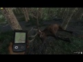 The hunter   taking down a 300 point roosevelt elk with a compound bow