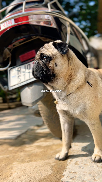Download lagu Dida🐻 #doglife #dogs #doggy #funny #love #children #child #funny #pets #cute #dog #pug #baby #good