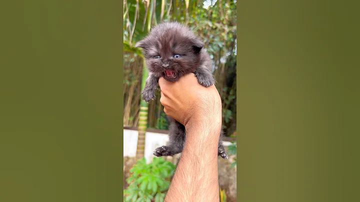 Watch the video about Kitten meowing 🖤 | Cat sounds | cat video | Cat | Cat voice | persian cat sound | Cats