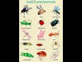 Insects and Arachnids #english