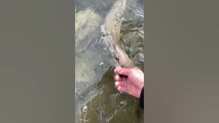 Releasing a big Lake Erie Brown Trout #troutfishin...