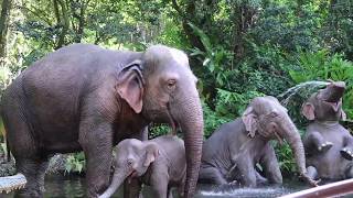 Jungle Cruise at Magic Kingdom! [HD]