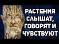 Живые Души Деревьев. У растений есть Разум. Научные доказательства.