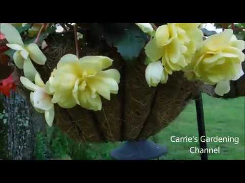 Illumination Mix Begonias, how to grow illuminations begonias