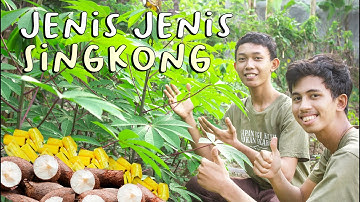 Jenis-Jenis Singkong | Beserta Ciri-Cirinya!!