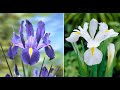 Care Of Iris flower plant || How to Grow Iris flower plant