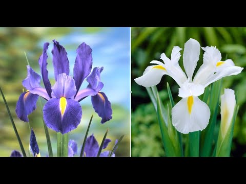 वीडियो: रोपण ध्वज आईरिस - बगीचे में बढ़ते ध्वज आईरिस पौधों के बारे में जानें