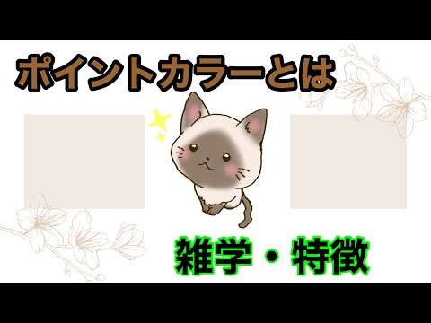 【猫】ポイントカラーとは【雑学・特徴】(ポインテッド柄)