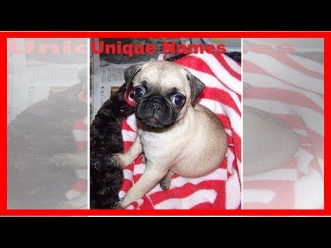 Video: Einzigartige Hundenamen für einen Mops