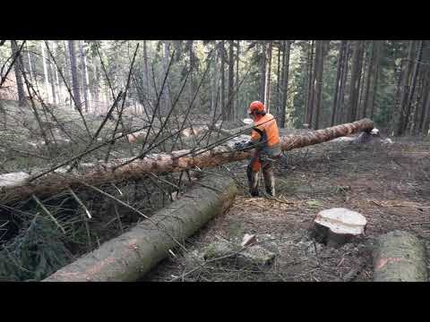 Video: Vitráže (23 Fotografií): Vlastnosti Mořeného Dřeva, Oblasti Použití Mořeného Dřeva, Výrobní Technologie