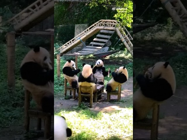 Panda Panda Nongkrong Nyemil Bambu class=