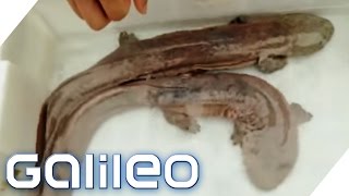 Verrücktes China: Riesensalamander als Delikatesse? | Galileo | ProSieben