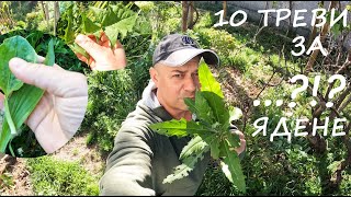 :    GRASSES TO EAT #herbs #foraging #yard #garden #plants #salad # #