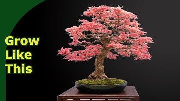 How to Learn Bonsai at an Exhibition (German National Show 2025 Chemnitz)