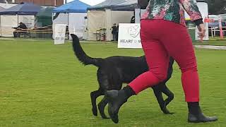 2023 Rhodesian Ridgeback Club Show  Working Dogs