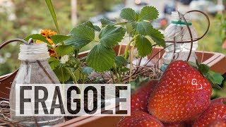 Download Lagu FRAGOLE IN BALCONE, COME COLTIVARLE MP3