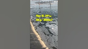 Xử lý cá tạp, giảm kí sinh trùng bằng saponin #nuoitom #nuoitomcongnghecao #nuôitôm