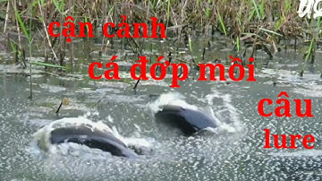 Câu cá, câu lure cận cảnh cá táp mồi, hấp dẫn