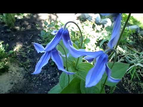 Video: Jak se řekne Clematis květina?