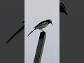 White-browed wagtail or large pied wagtail calls