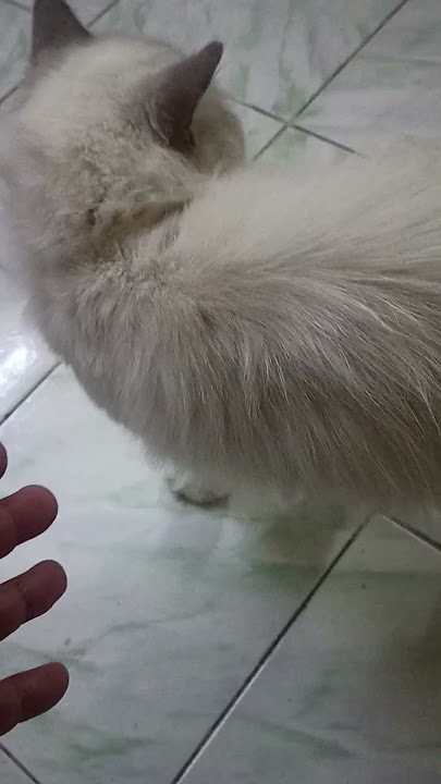 cute na Pusa #cat #viralvideo #trending #ytshorts