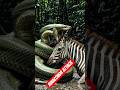 Ainaconda Eating Zebra#wildlife #ainaconda#zebra