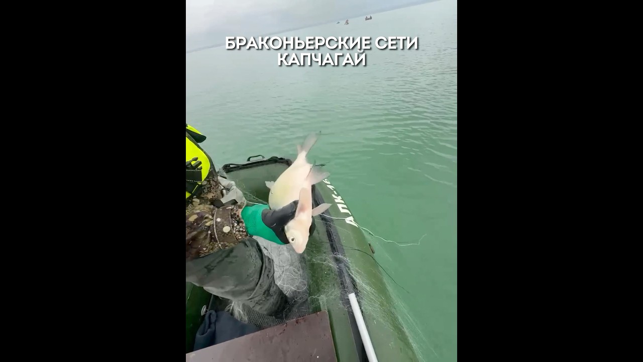 БРАКОНЬЕРСКИЕ СЕТИ Убивают рыбу. АКЦИЯ «Чистые Водоемы». Капчагайское водохранилище. 