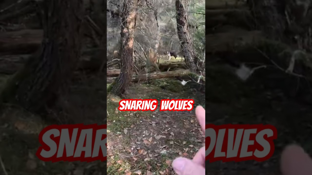 Wolf Trapping Technique: Leaving Snares Out Year Round 