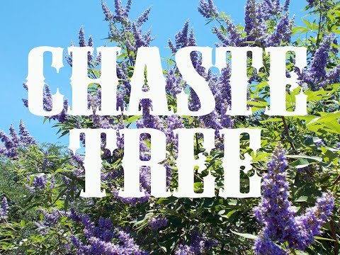 וִידֵאוֹ: Vitex Chaste Trees - מידע על גידול עץ צנוע