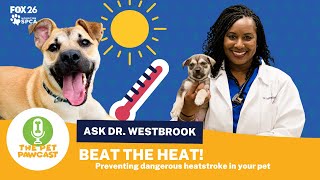 The Pet Pawcast - Keeping your pets safe in the summer heat