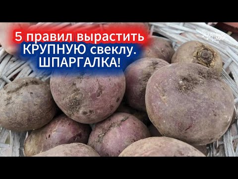 СВЕКЛА НЕ ЛЮБИТ ДАЖЕ ТЕНИ СОБСТВЕННОГО ЛИСТА. ШПАРГАЛКА ПО ВЫРАЩИВАНИЮ КРУПНОЙ СВЕКЛЫ  (Мадам Ружет)