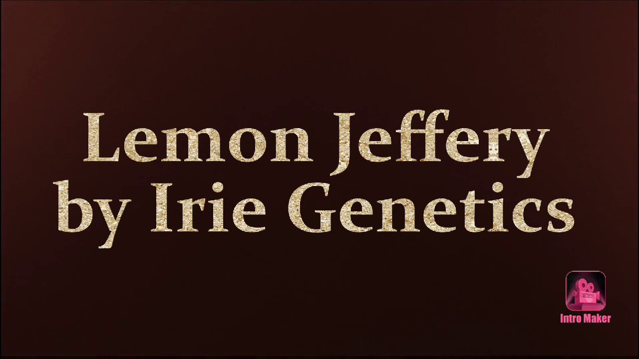 Lemon Jeffrey by Irie Genetics week 3 of Arise Flower