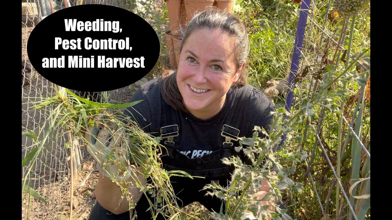 Weeding, Pest Control, and Mini Harvest