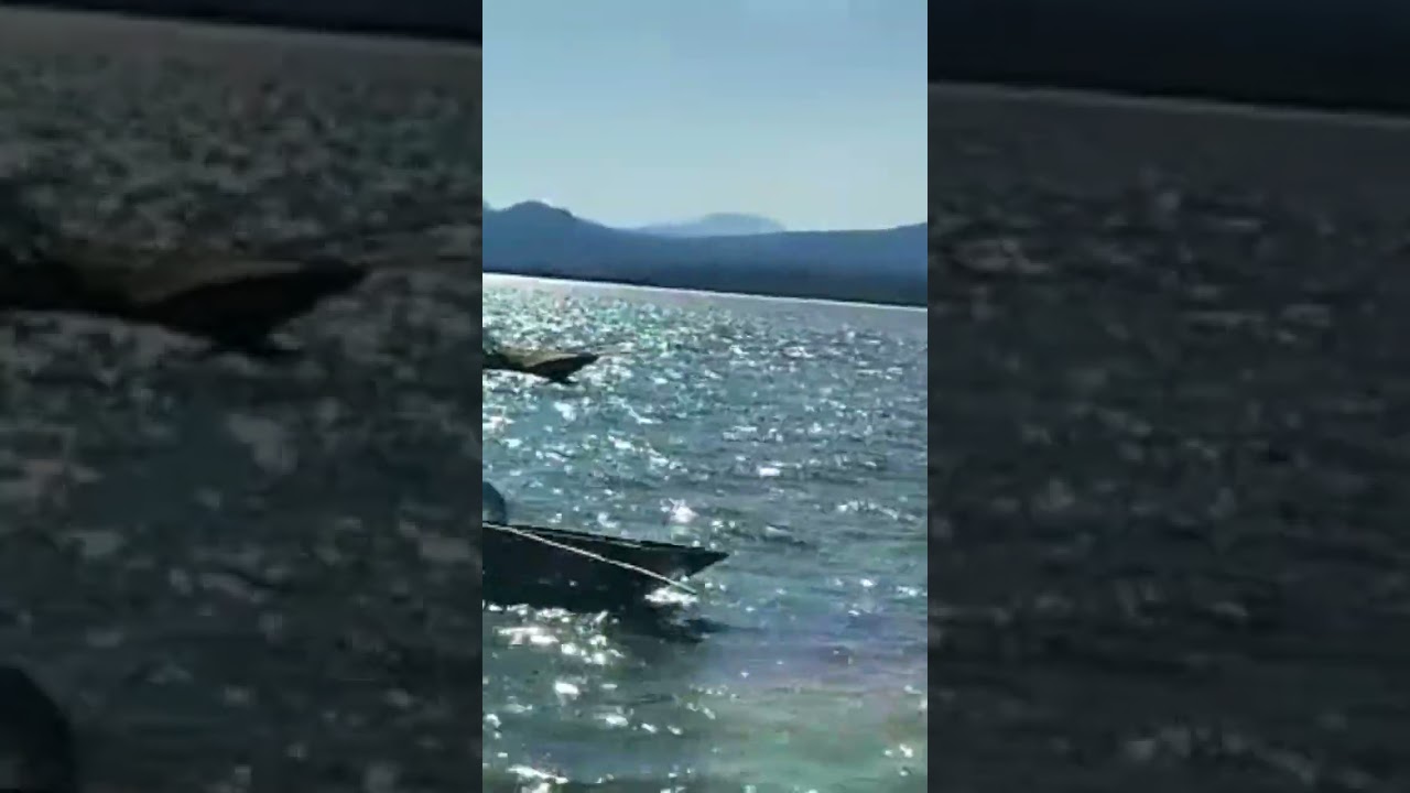 Gobierno de Michoacán siembra 15 mil crías de pescado blanco en el lago de Pátzcuaro