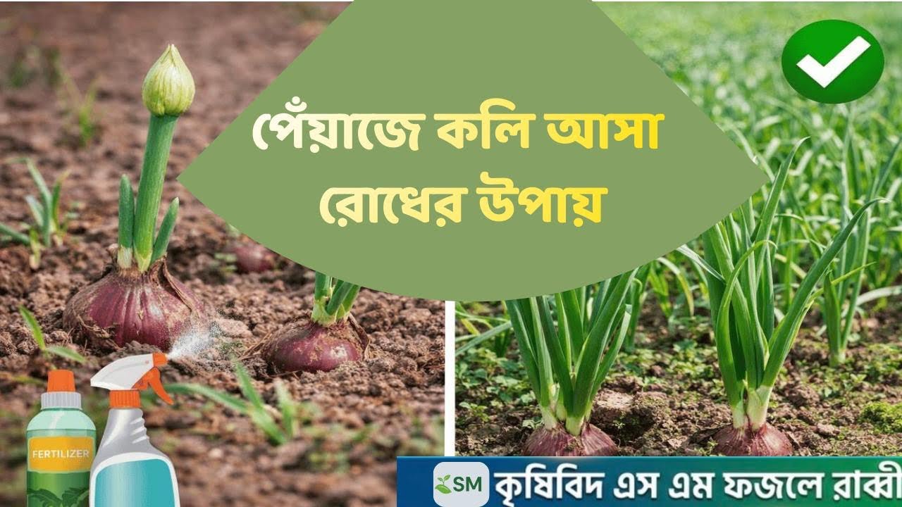 পেঁয়াজের কলি: অসময়ে বৃদ্ধি রোধ করার 5 কার্যকরী উপায় || #কৃষি_পরামর্শ #পেঁয়াজ_চাষ 