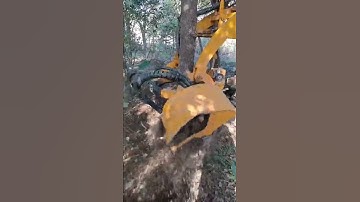 Tree Transplanting Process #shorts